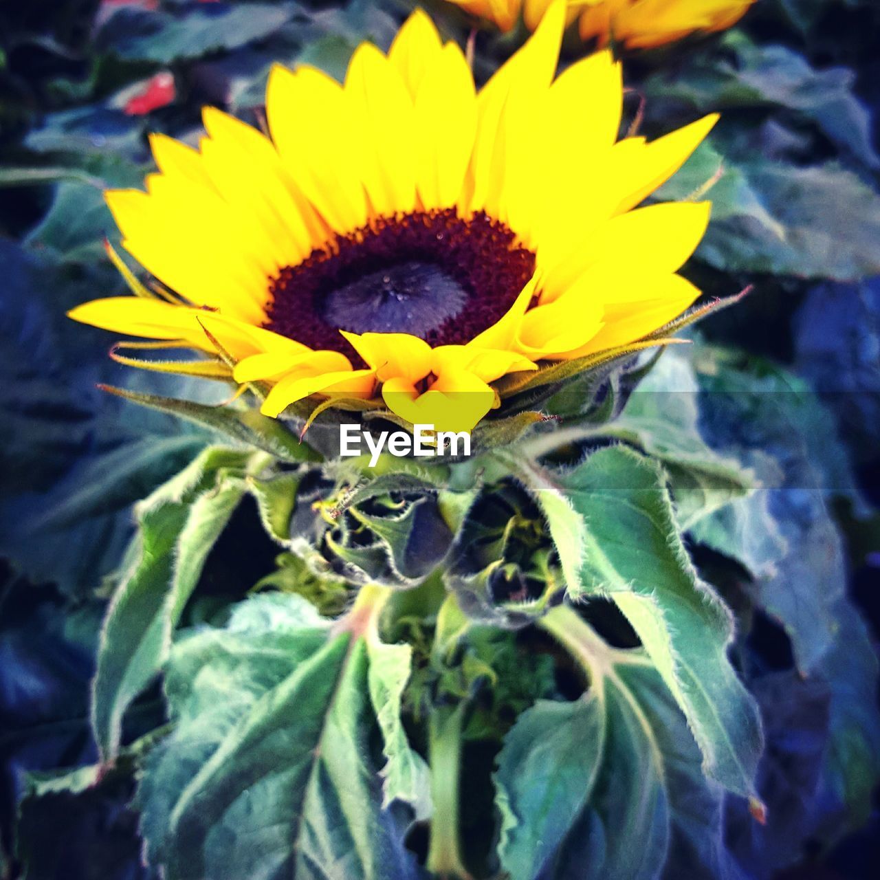 CLOSE-UP OF SUNFLOWERS BLOOMING OUTDOORS