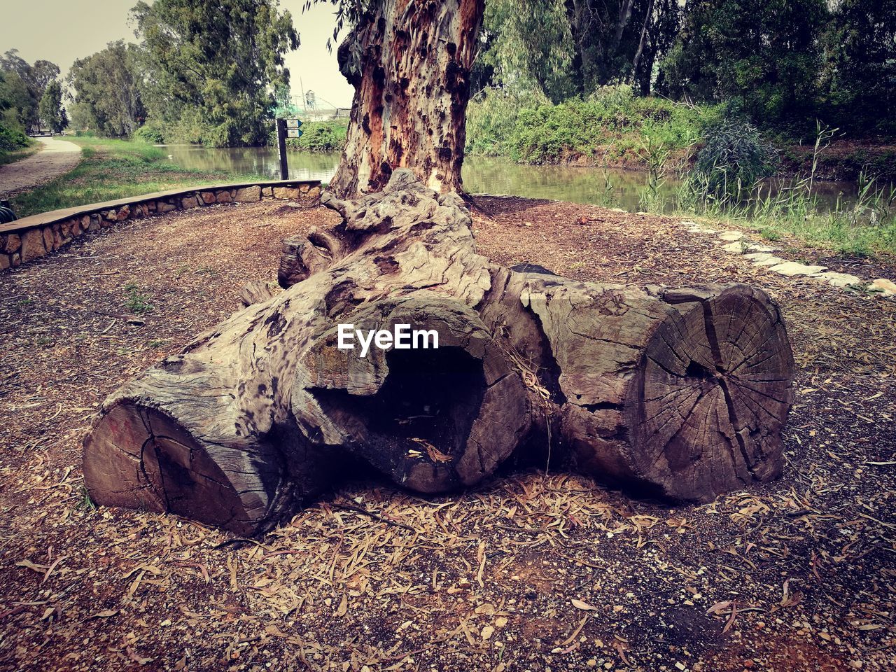 Close-up of tree stump on land in forest