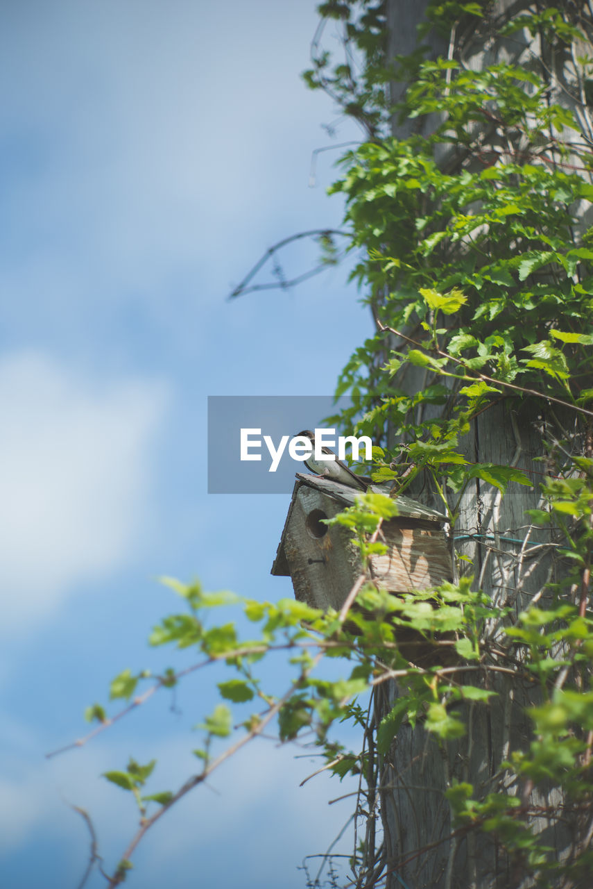 Low angle view of bird house