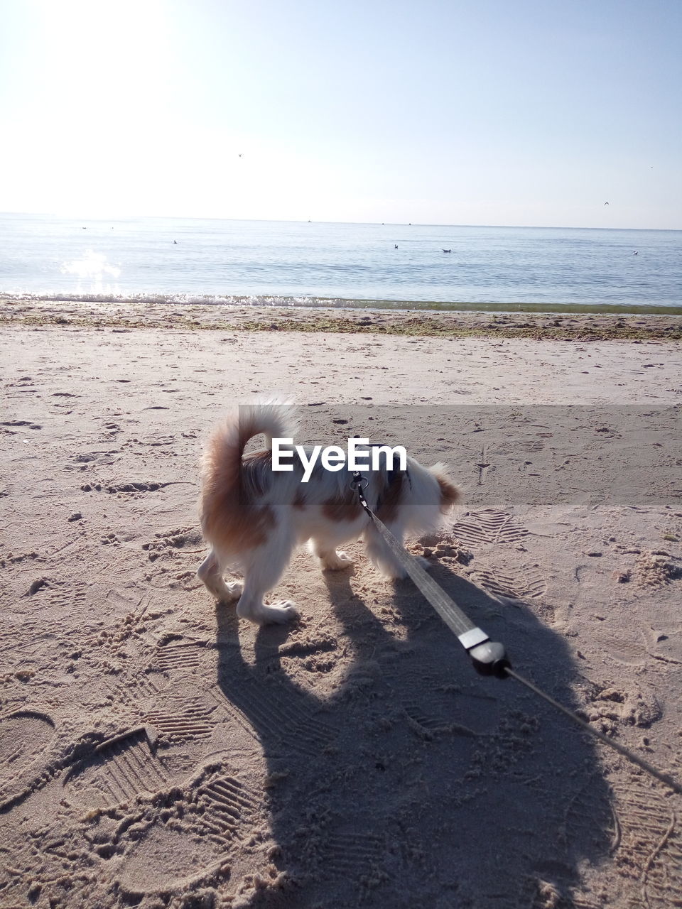 DOG ON BEACH