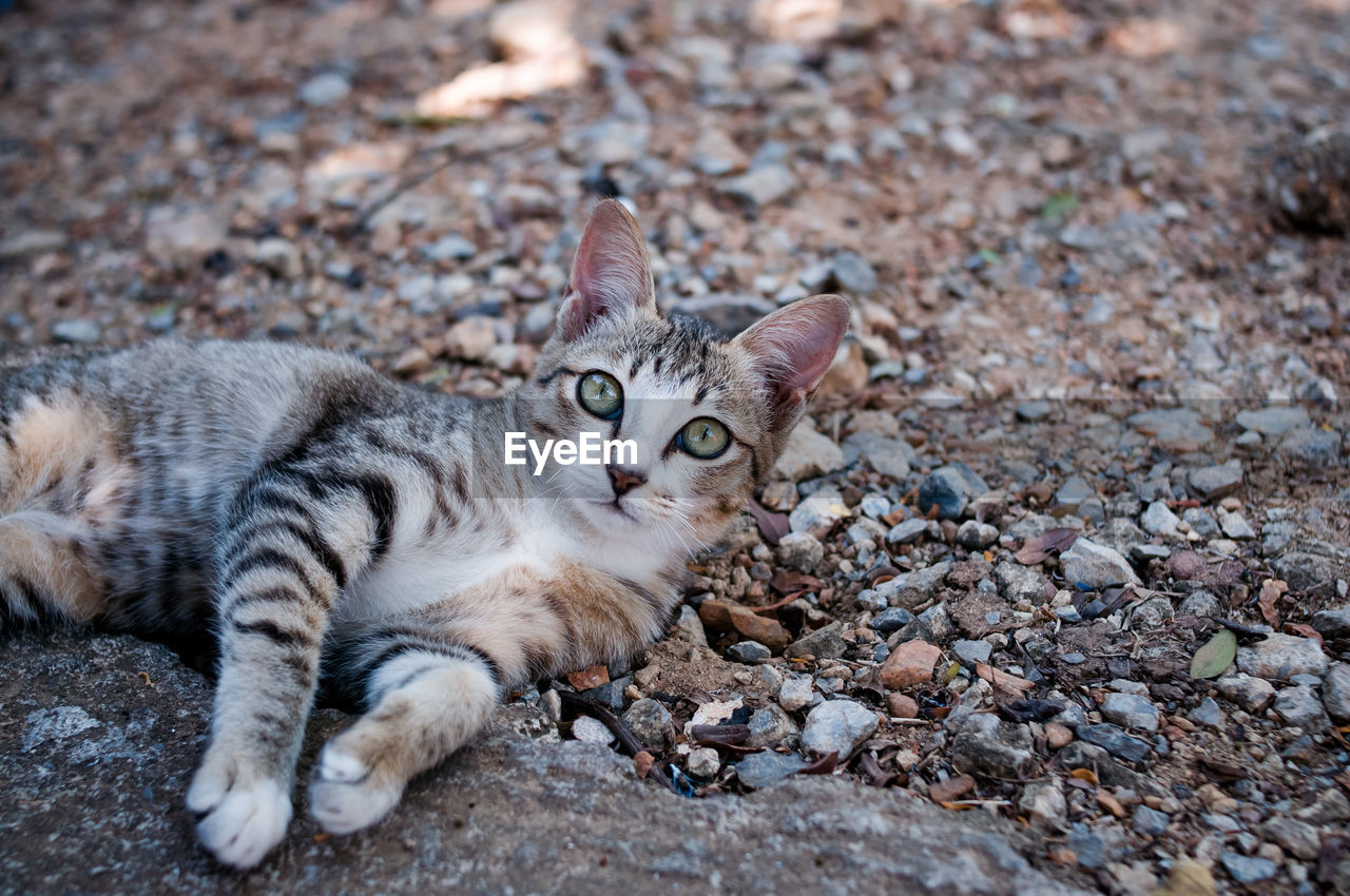 Portrait of cat lying on ground