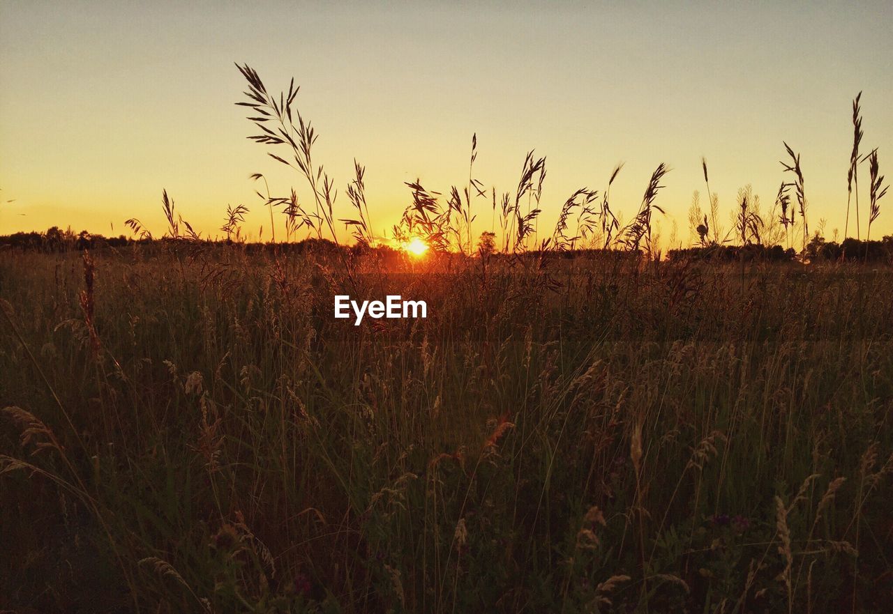 Scenic view of field against sky during sunset