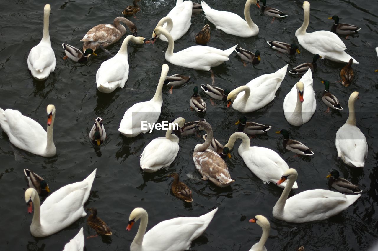 High angle view of birds swimming in lake