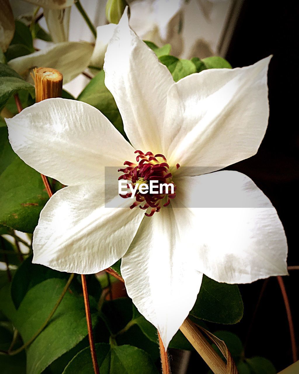 Close-up of white flower