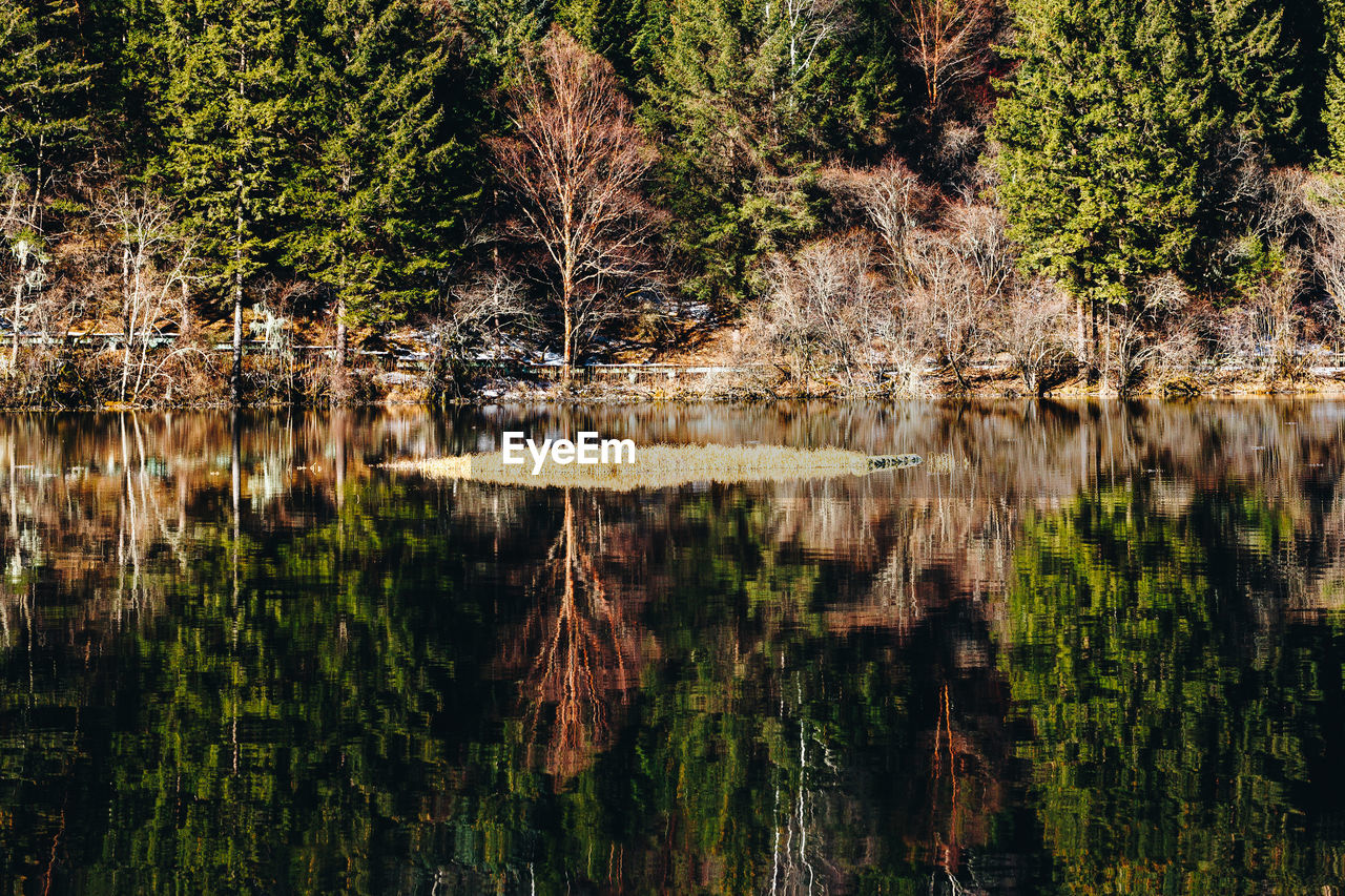 Reflection of trees in lake