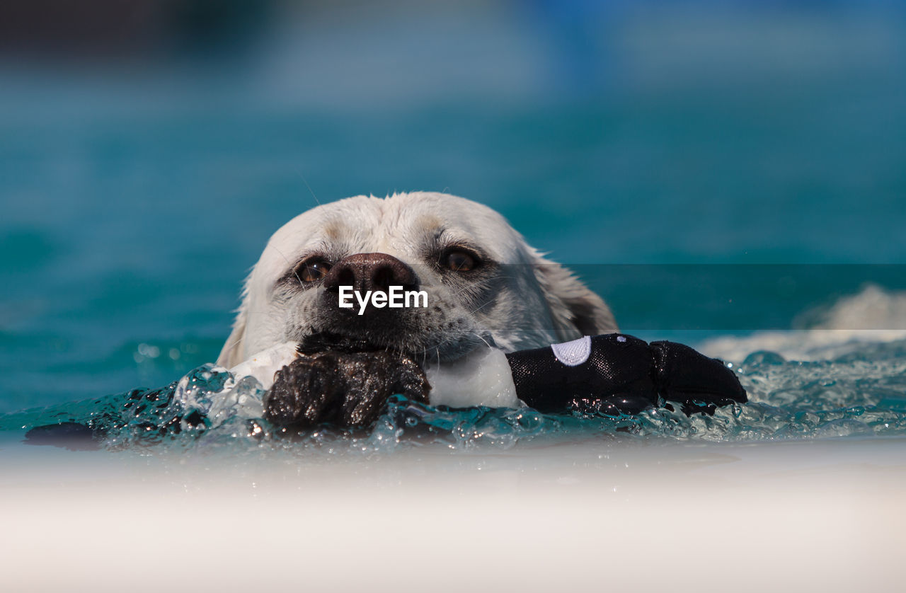 Dog swimming in pool