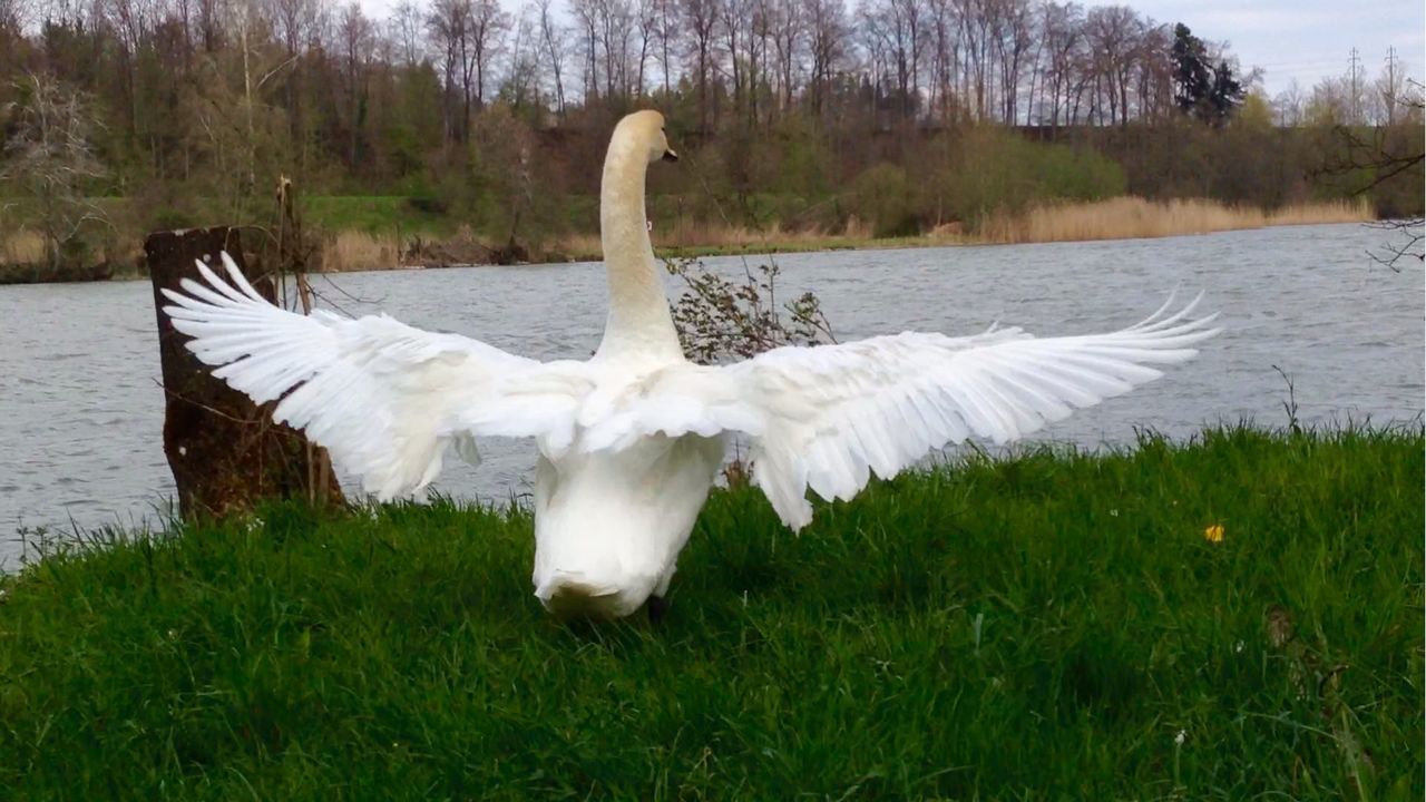 Rear view of swan