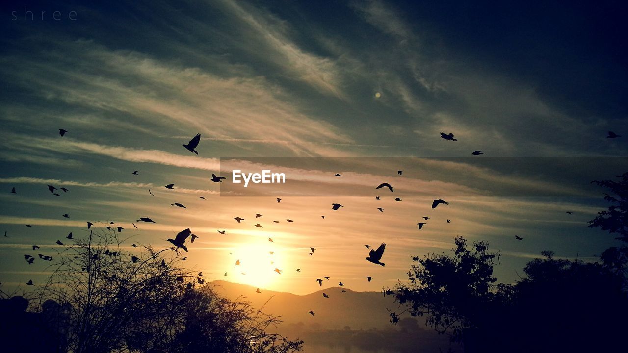 Low angle view of silhouette bird flying in sky