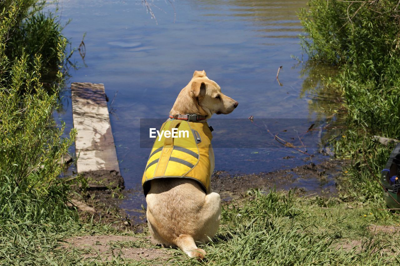 DOG LOOKING AT LAKE