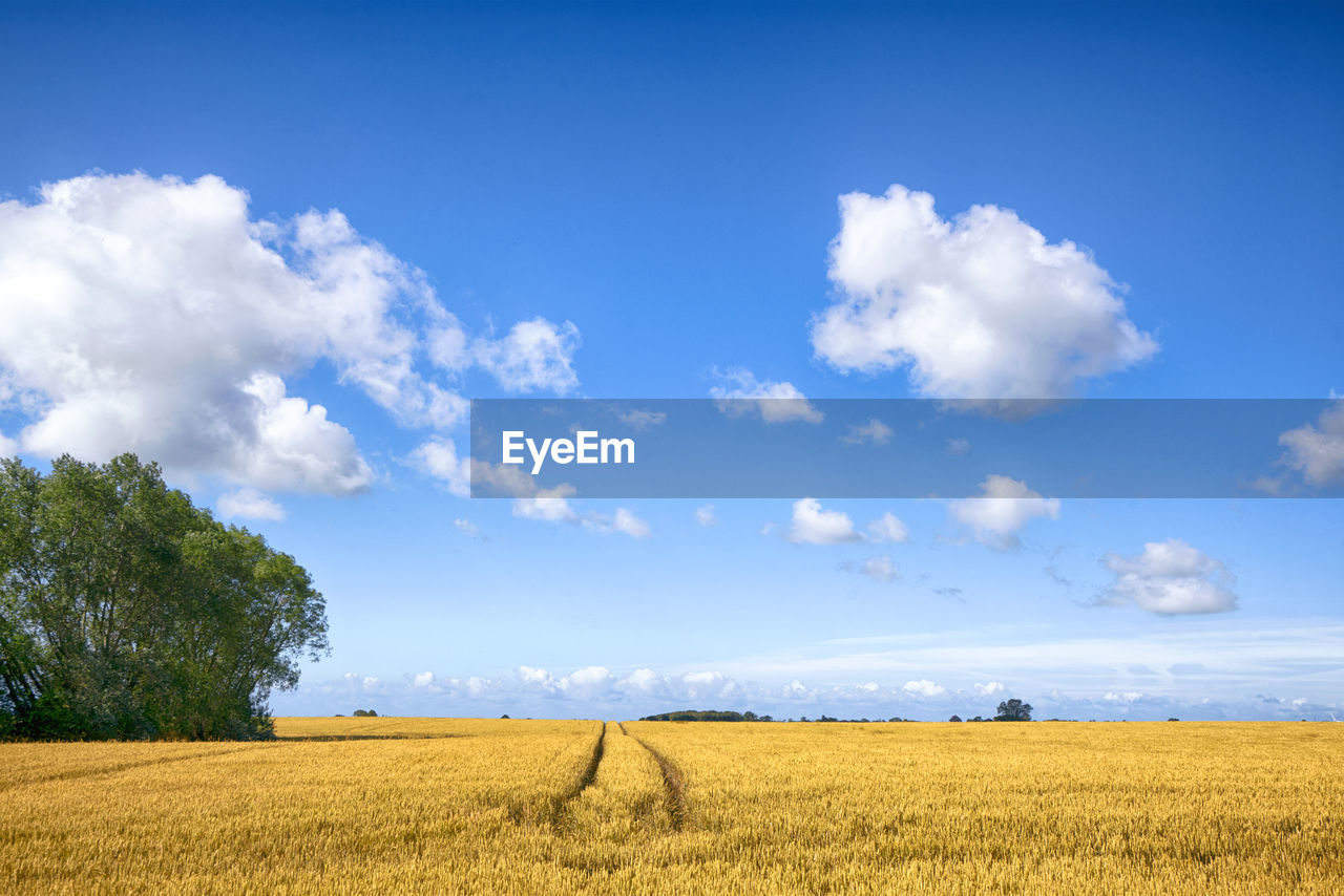 FIELD AGAINST SKY