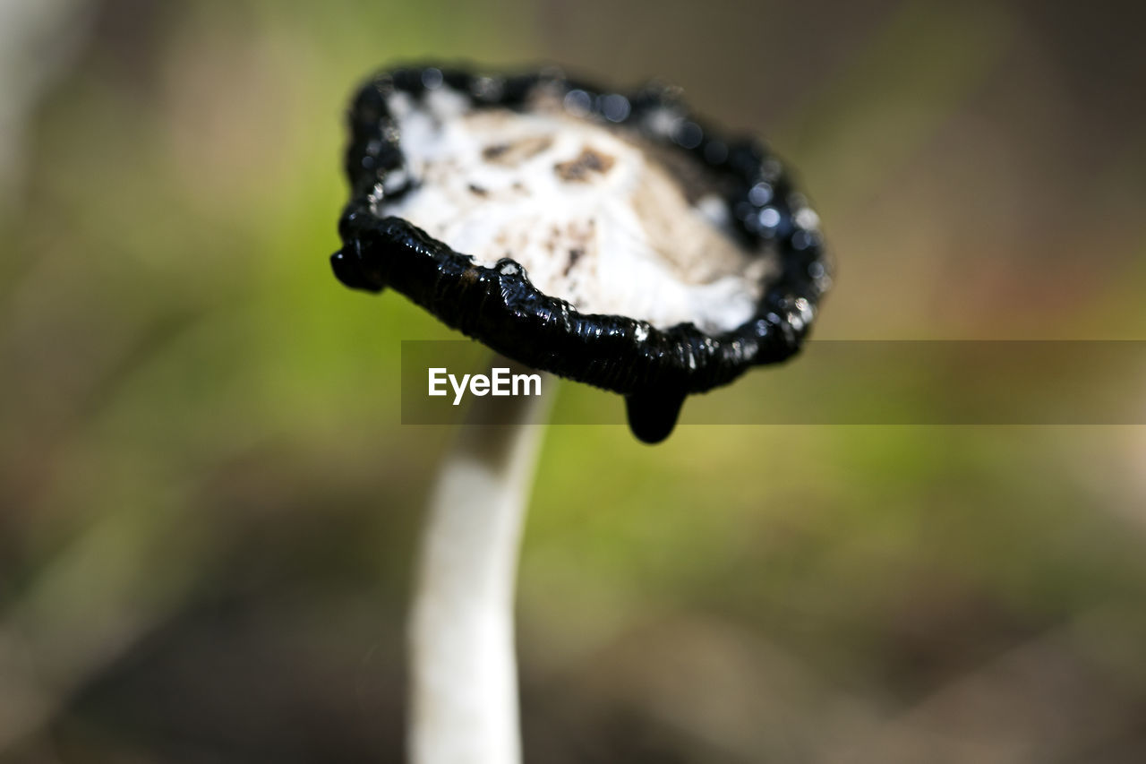 CLOSE-UP OF A MUSHROOM IN THE GROUND