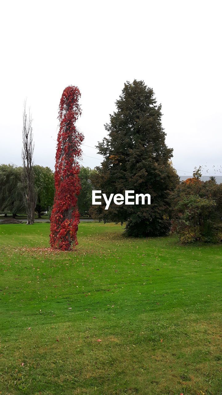 Trees on grass against sky