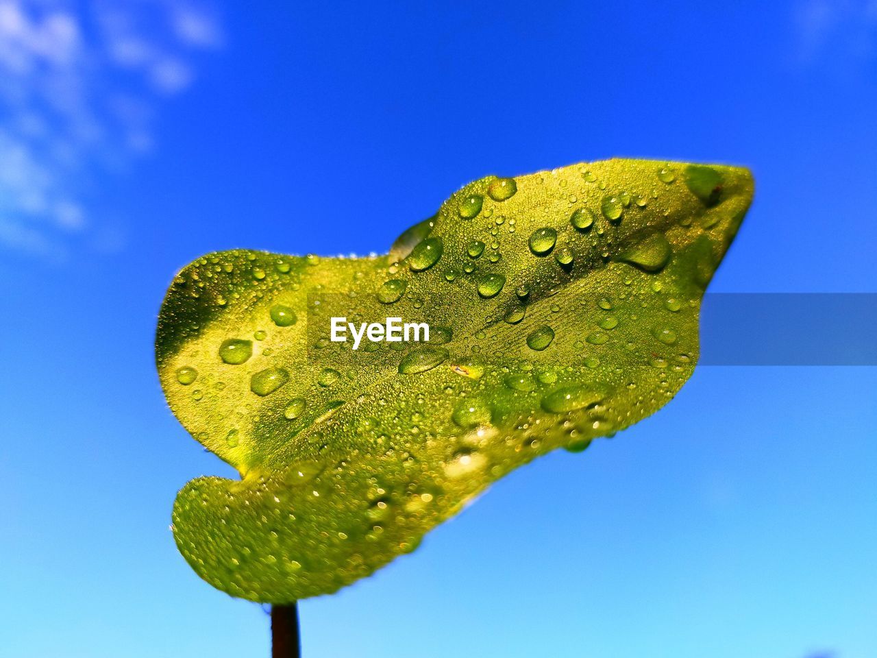 Close-up of wet leaf against blue sky