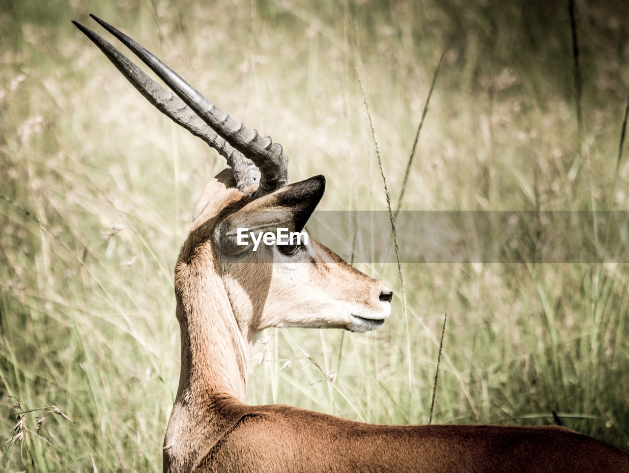 A profile, fine art portrait shot of a gazelle