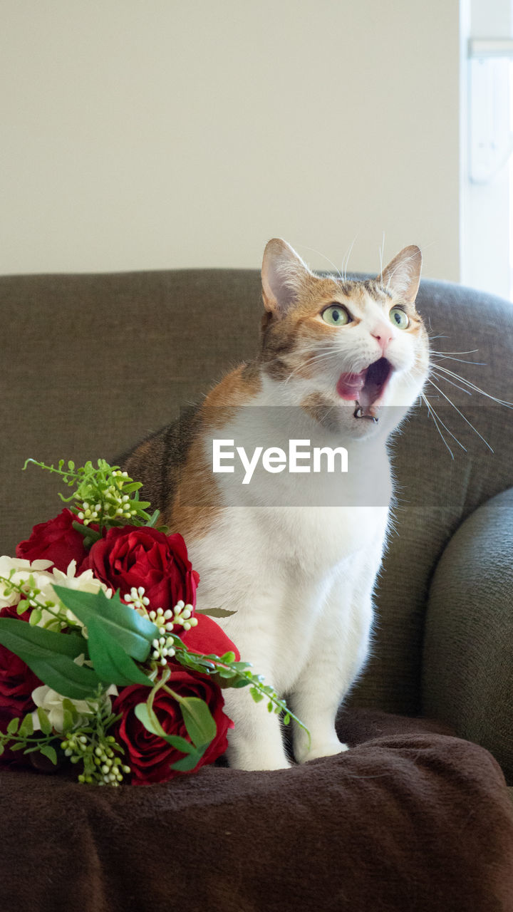 CAT SITTING ON SOFA AGAINST WALL