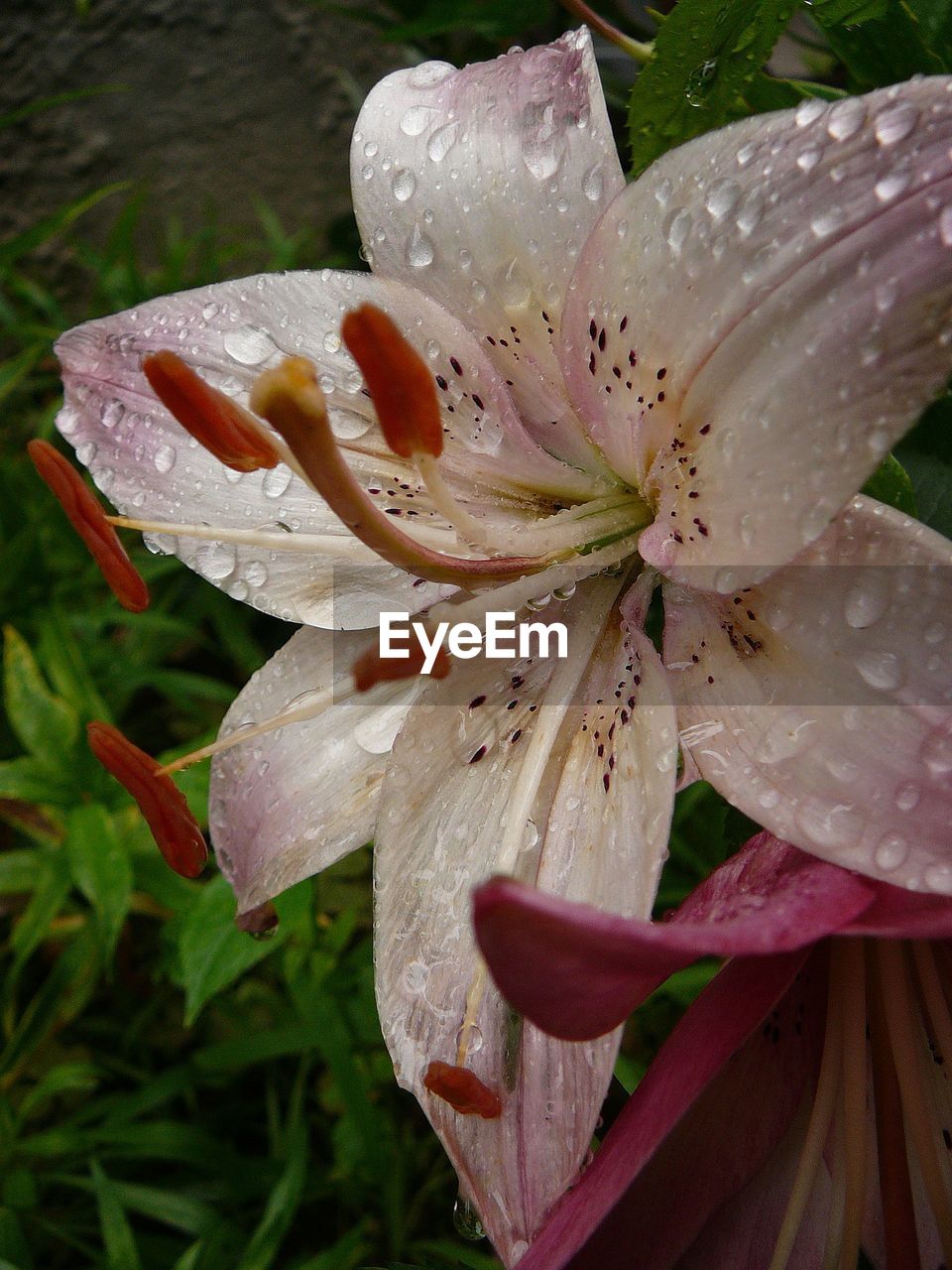 Close-up of raindrops on white lily