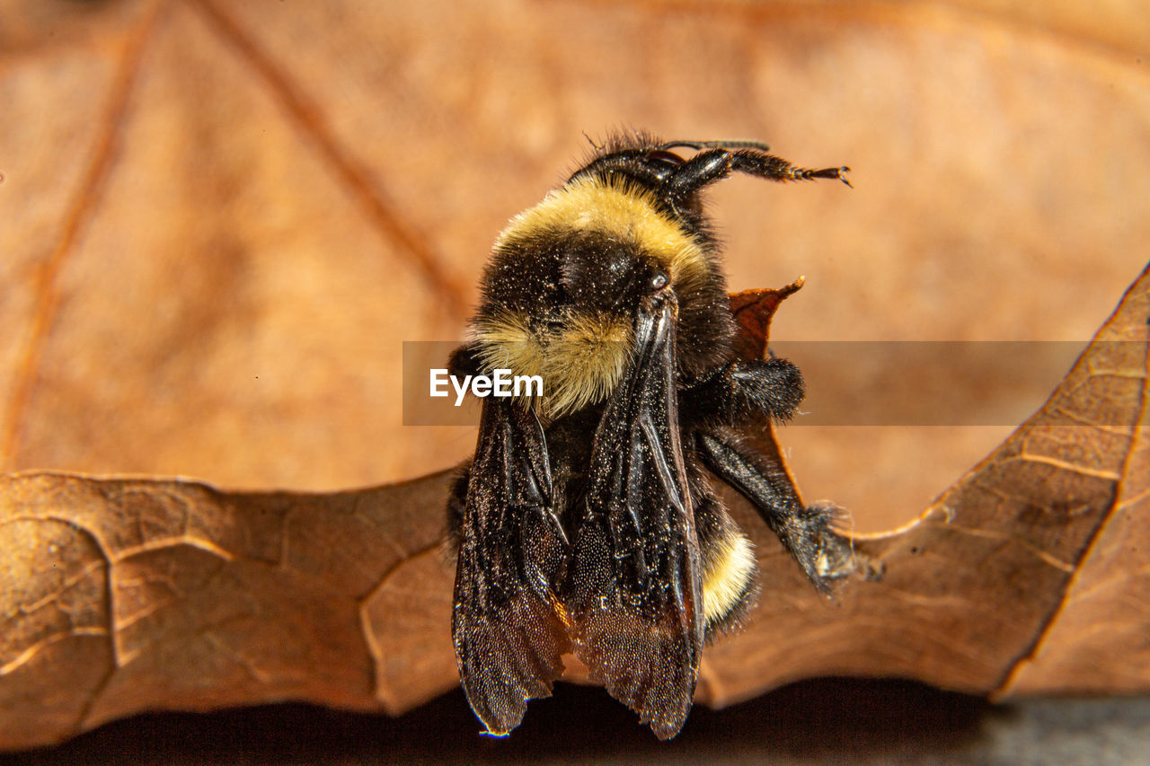 animal themes, animal, animal wildlife, one animal, wildlife, insect, bee, macro photography, close-up, nature, no people, focus on foreground, honey bee, outdoors, animal body part