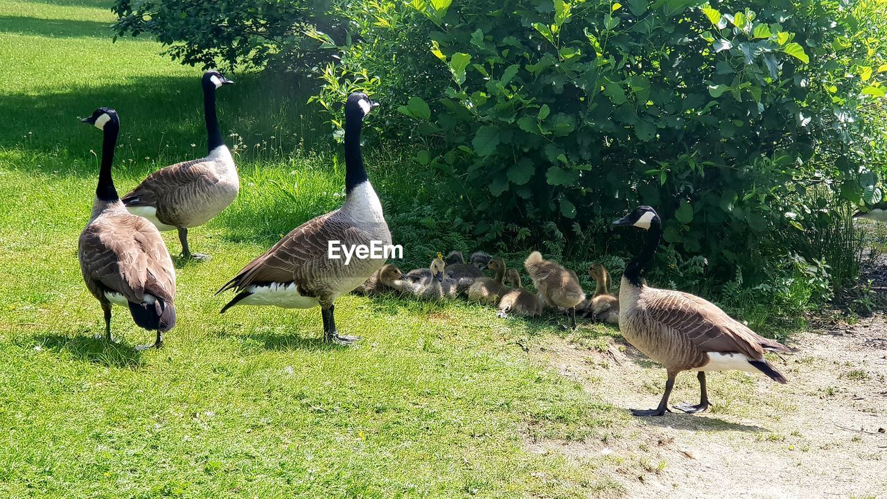 FLOCK OF DUCKS IN A FIELD