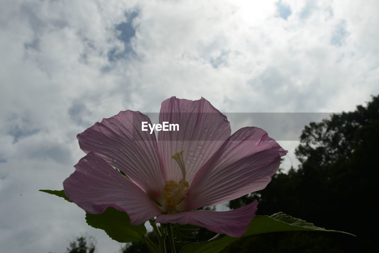 CLOSE-UP OF PINK FLOWERING PLANT AGAINST SKY