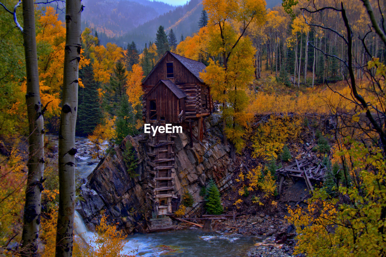 SCENIC VIEW OF FOREST DURING AUTUMN