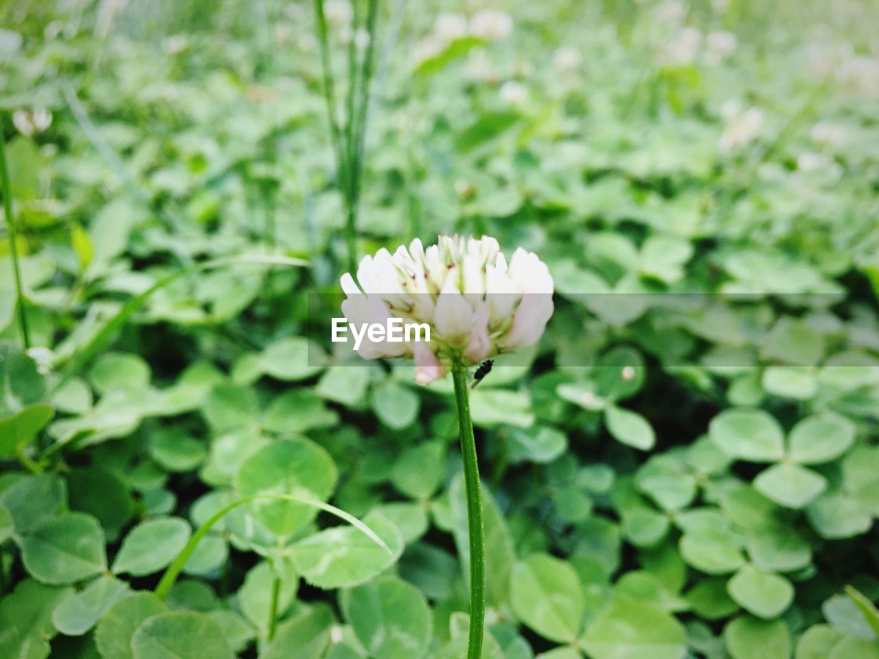 White flower blooming in garden