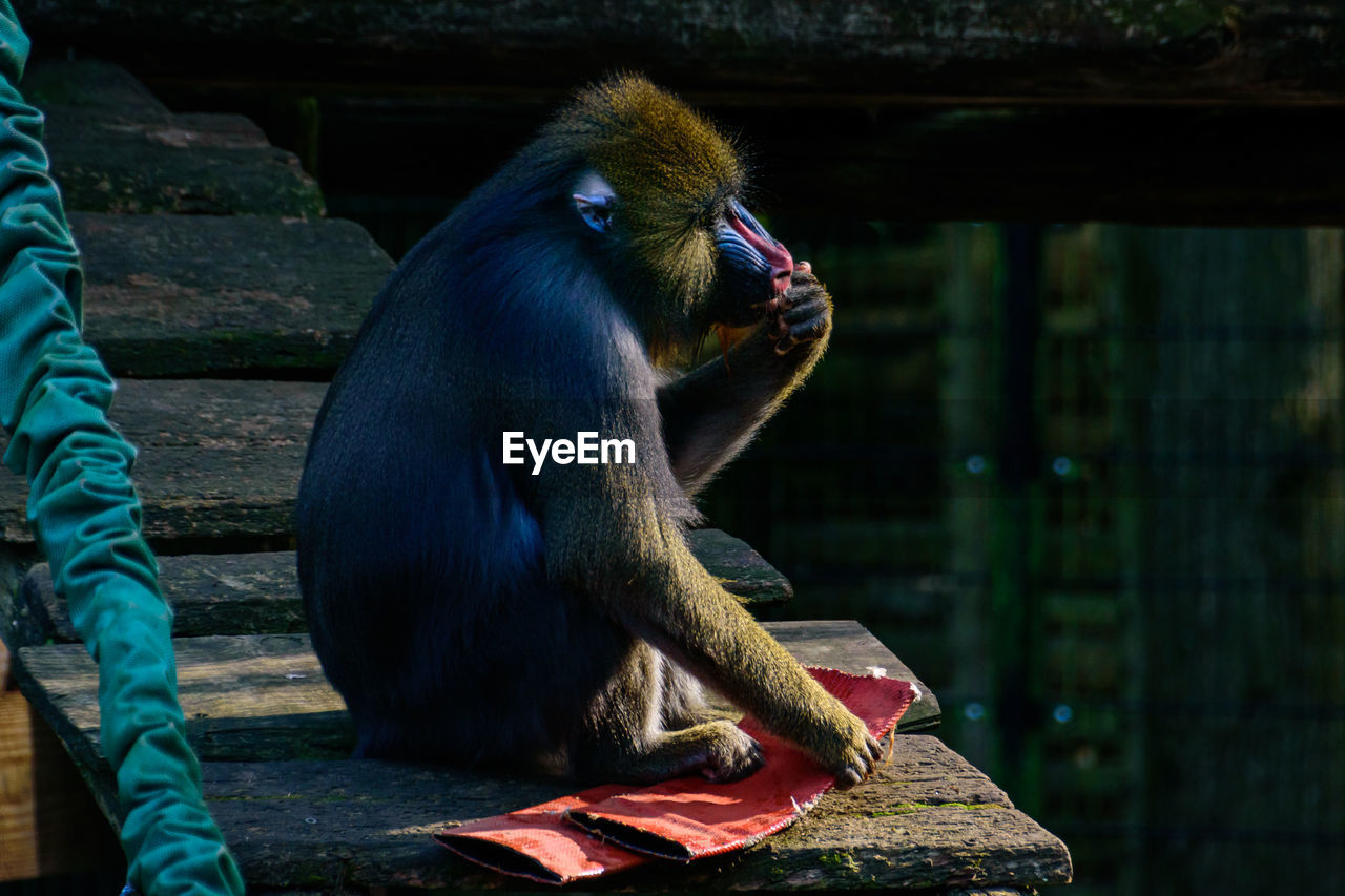 close-up of monkey sitting on wood