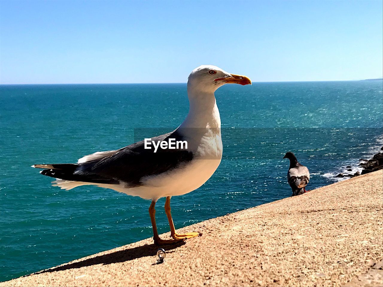 Seagull and clear sky