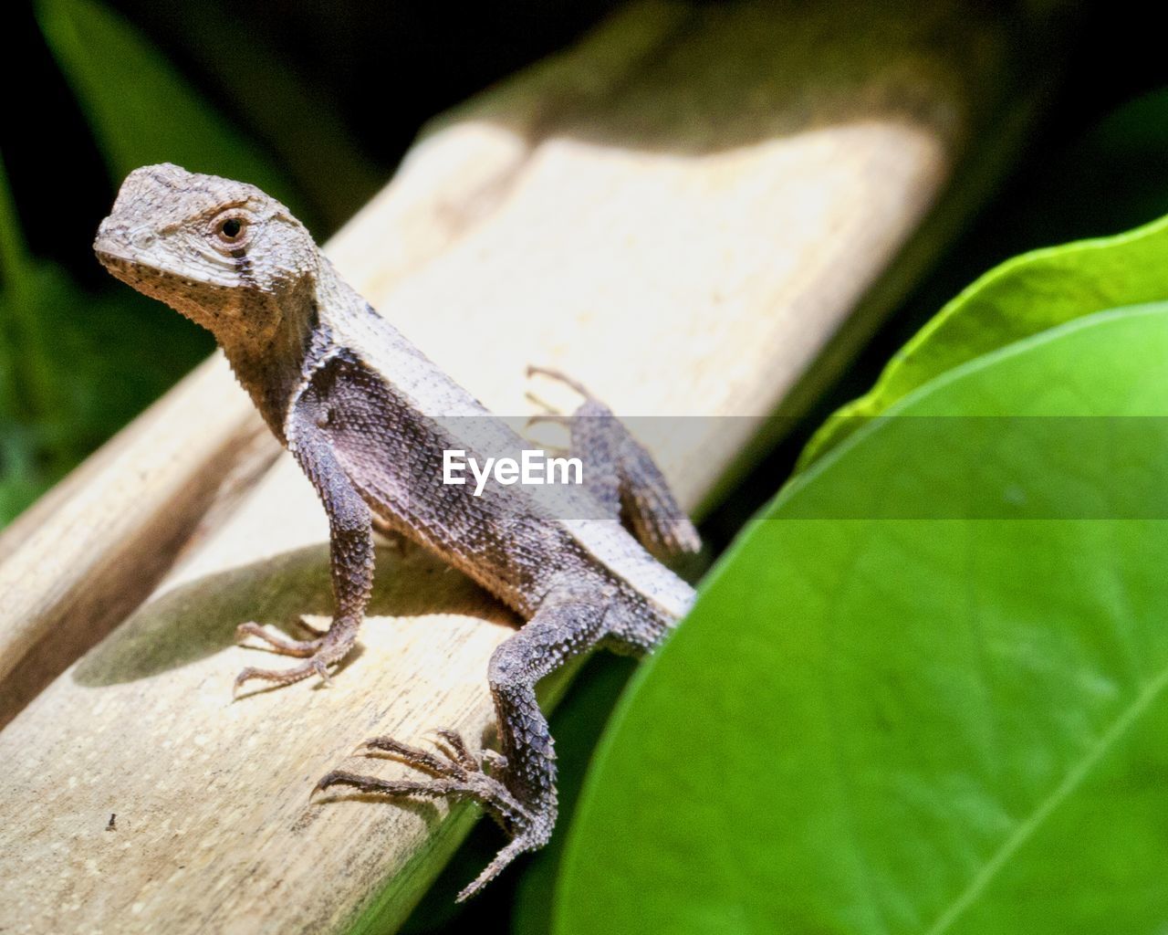 animal themes, animal, animal wildlife, one animal, reptile, lizard, wildlife, anole, nature, no people, leaf, plant part, close-up, green, tree, plant, macro photography, outdoors, branch, environment, day