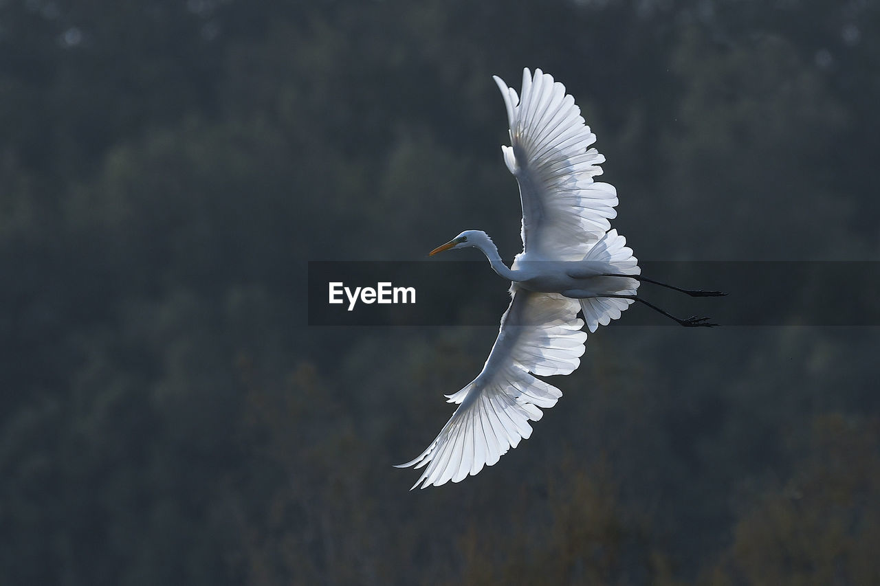 Low angle view of great egret flying against tree