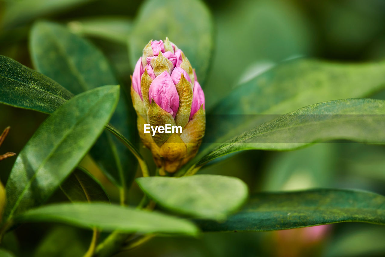 close-up of plant growing outdoors