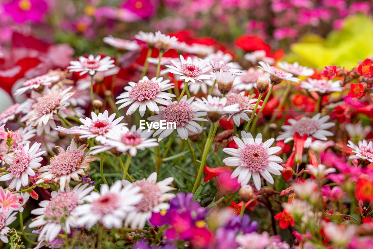 flower, flowering plant, plant, freshness, beauty in nature, pink, petal, nature, fragility, close-up, blossom, growth, no people, flower head, selective focus, chrysanths, wildflower, inflorescence, outdoors, aster, day, multi colored, springtime, botany, daisy, macro photography, meadow, field, red, garden, backgrounds, land