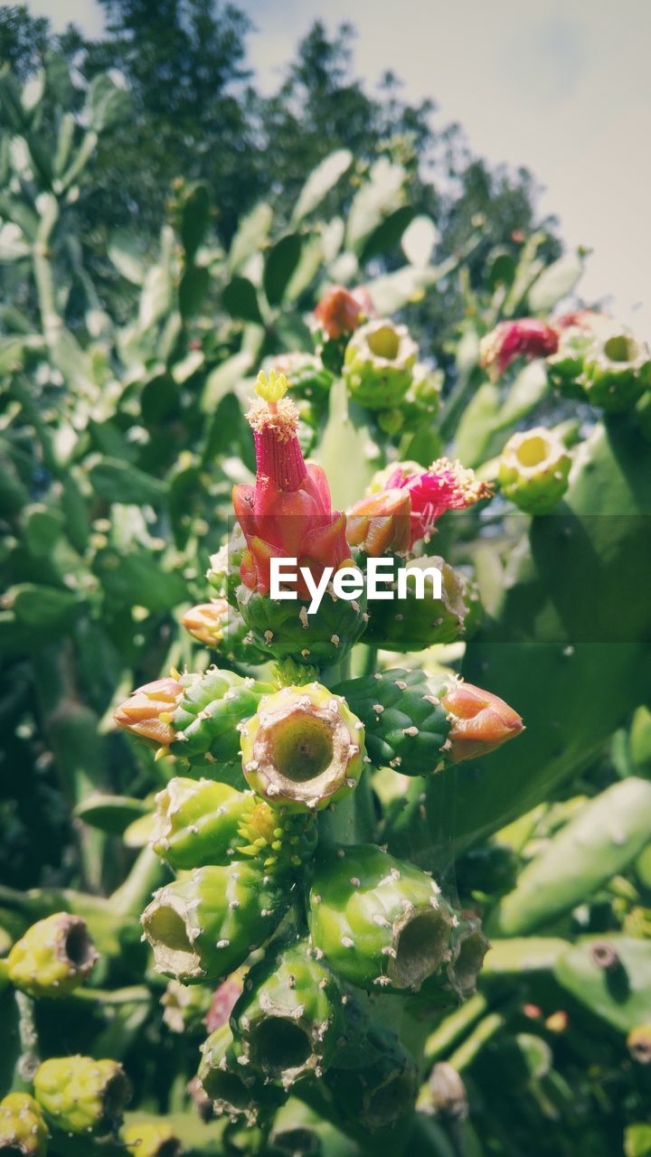 CLOSE-UP OF PRICKLY PEAR CACTUS AGAINST TREE