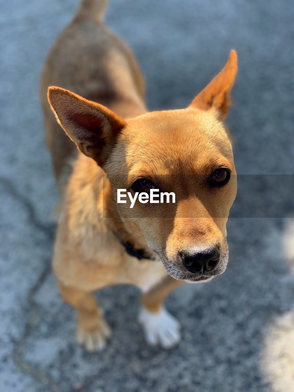 HIGH ANGLE PORTRAIT OF DOG LOOKING AT CAMERA OUTDOORS