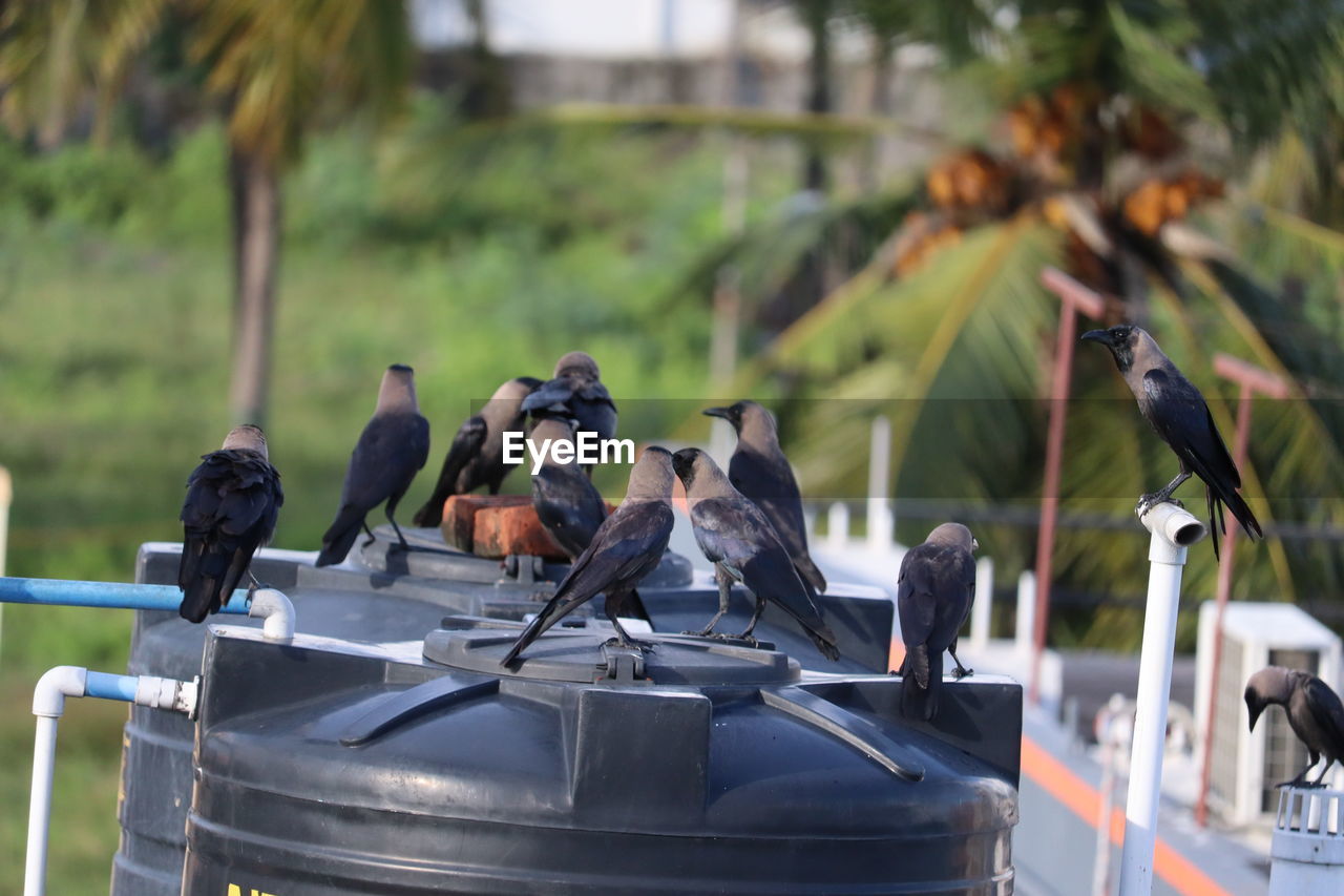 Group of black crows in the nature ,group of black crows in the nature .