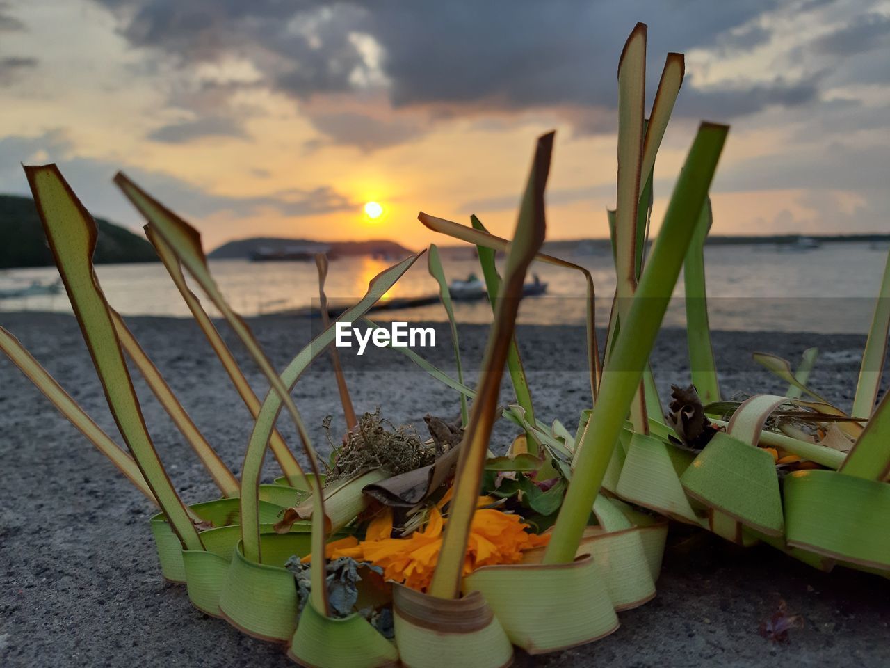 Close-up of plants at beach against sky during sunset