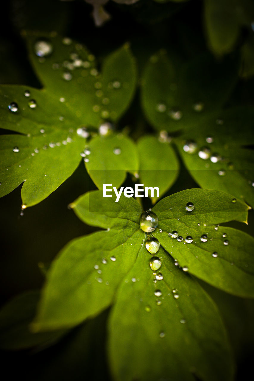 CLOSE-UP OF WATERDROPS ON LEAF