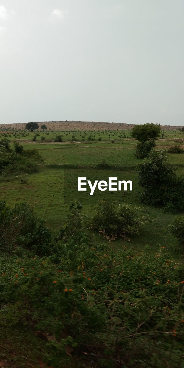 SCENIC VIEW OF GRASSY FIELD AGAINST SKY