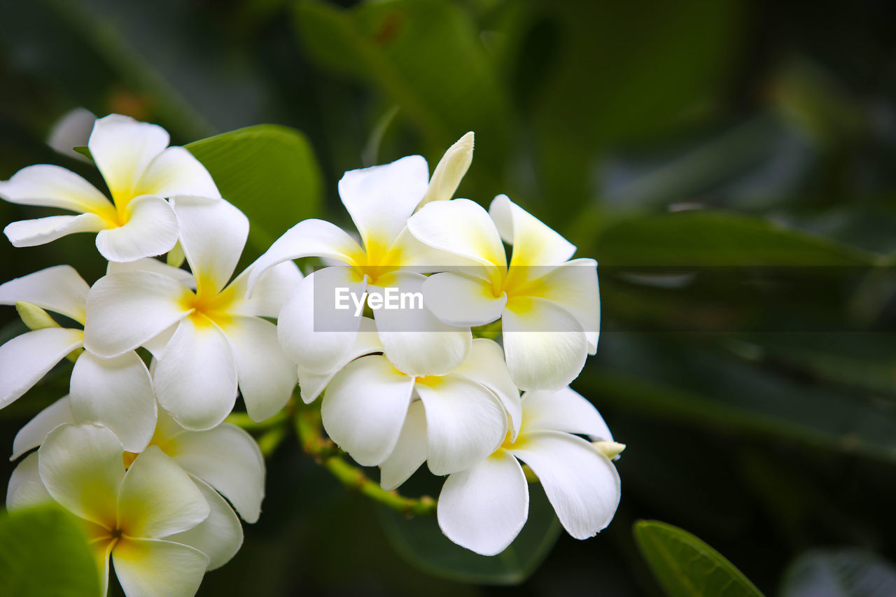 CLOSE-UP OF WHITE ROSE FLOWERS