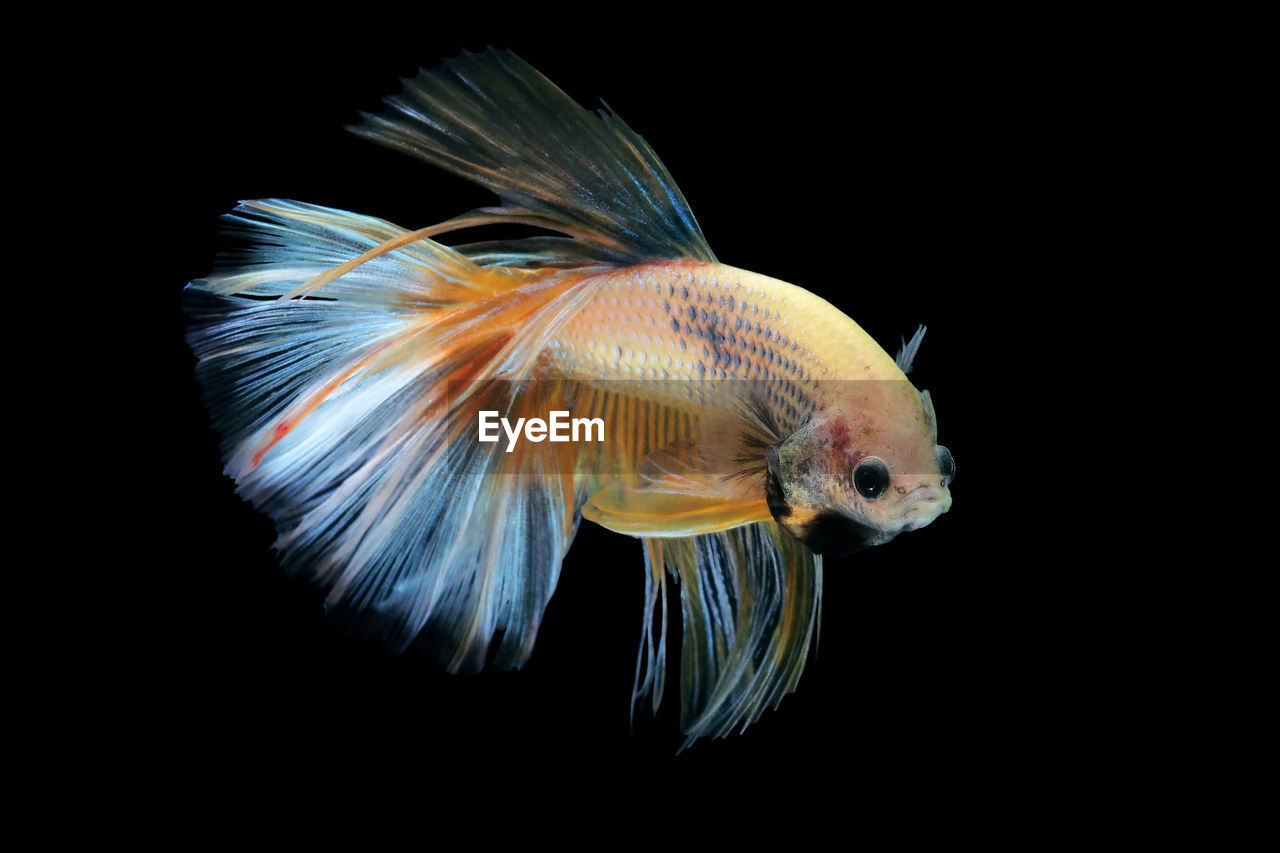 Close-up of siamese fighting fish against black background