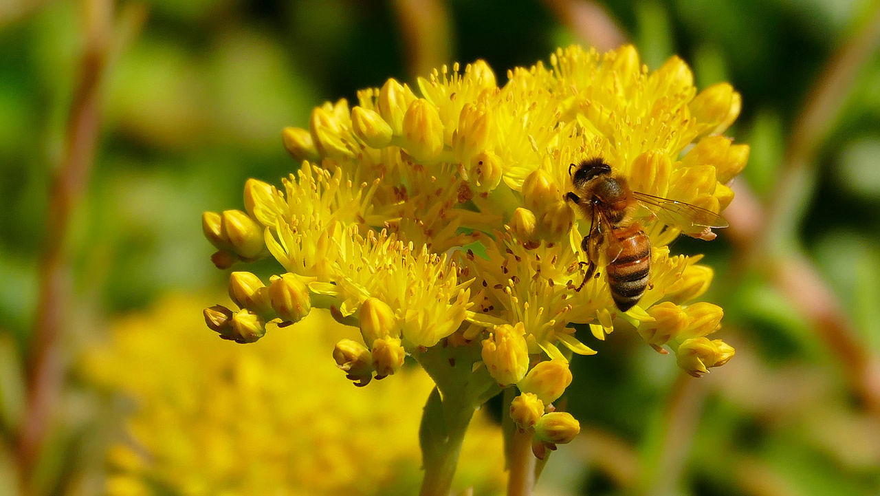 CLOSE-UP OF HONEY BEE POLLINATING YELLOW FLOWER