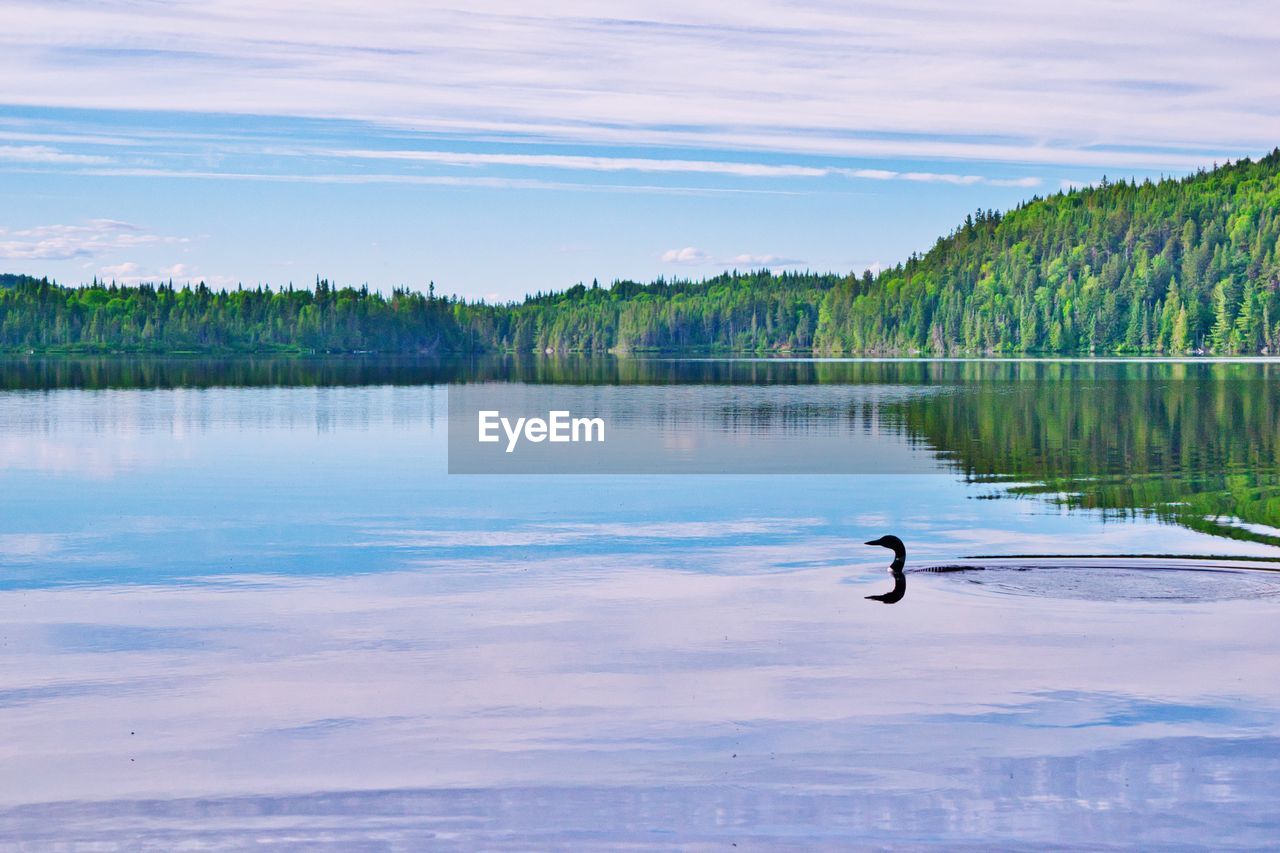 Black swan swimming in lake against sky