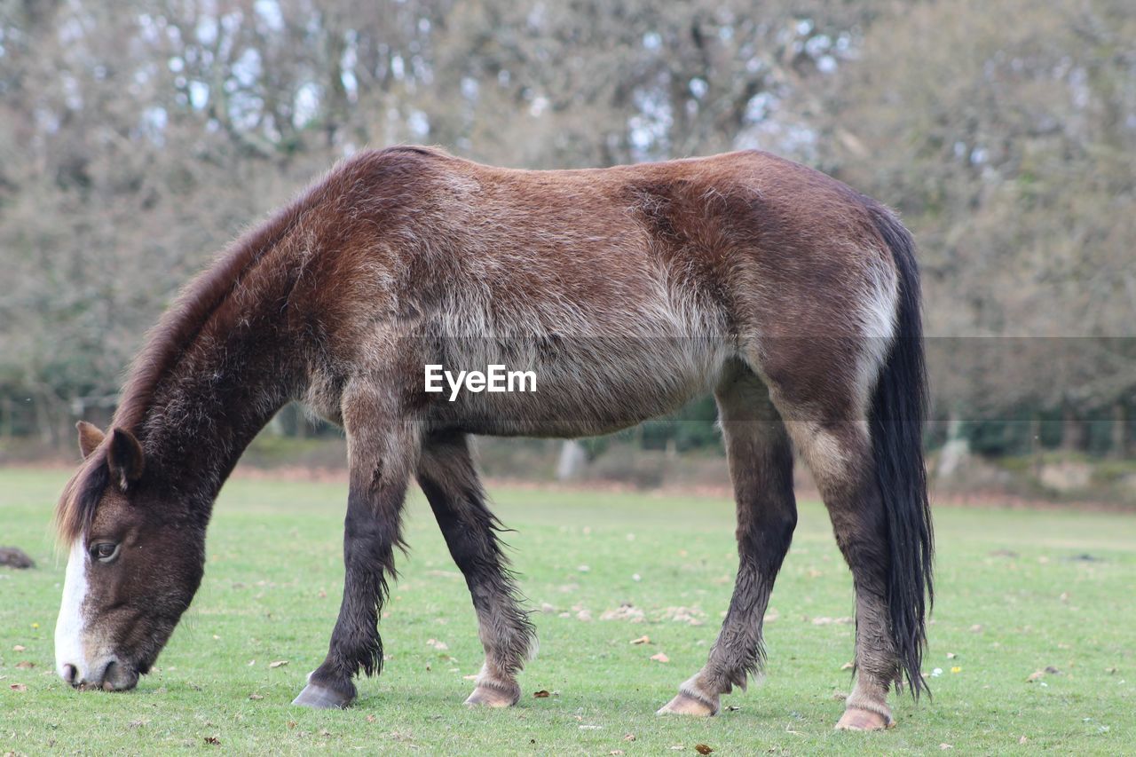 Horse grazing in a field