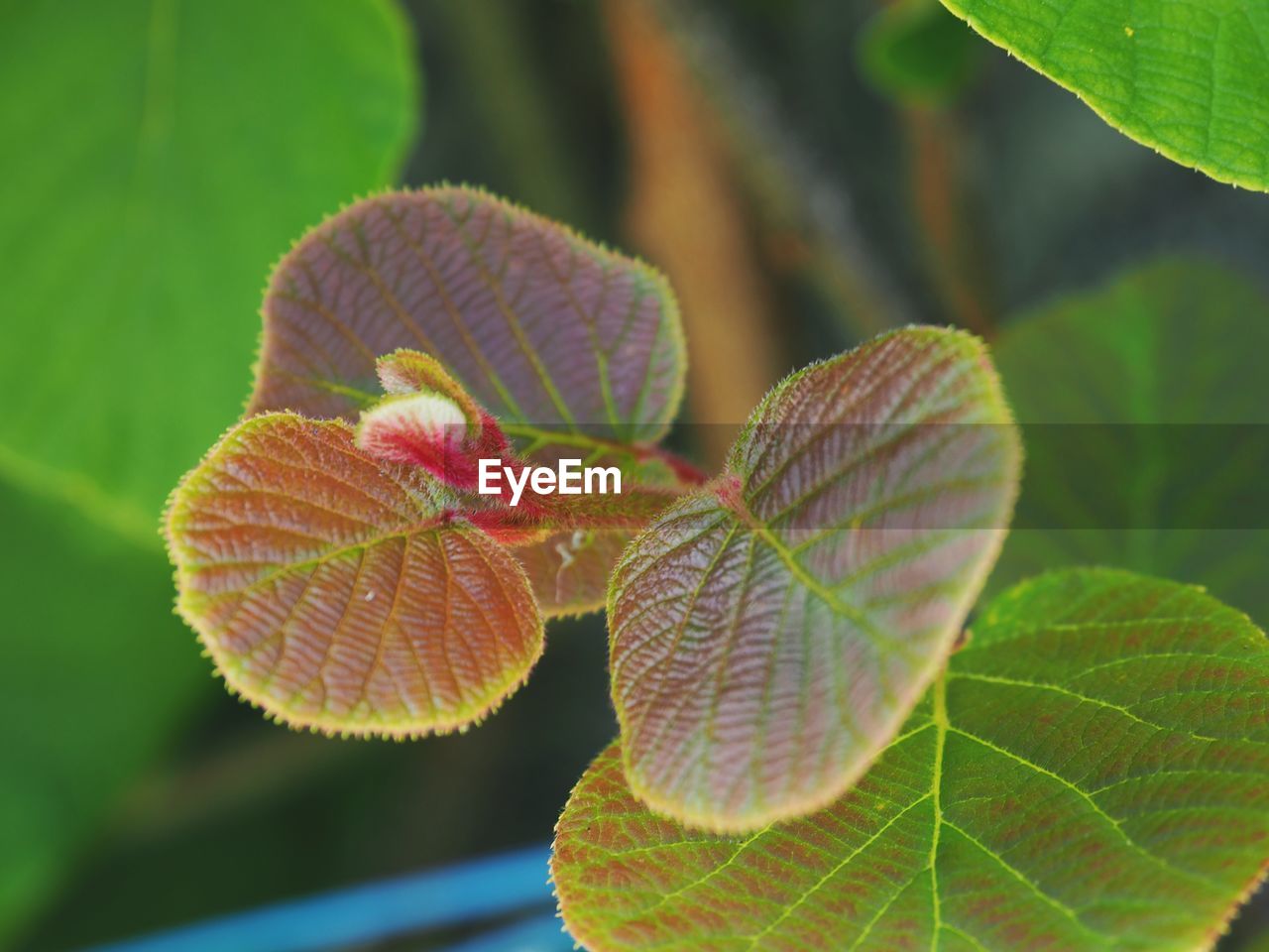 CLOSE-UP OF GREEN LEAVES ON PLANT