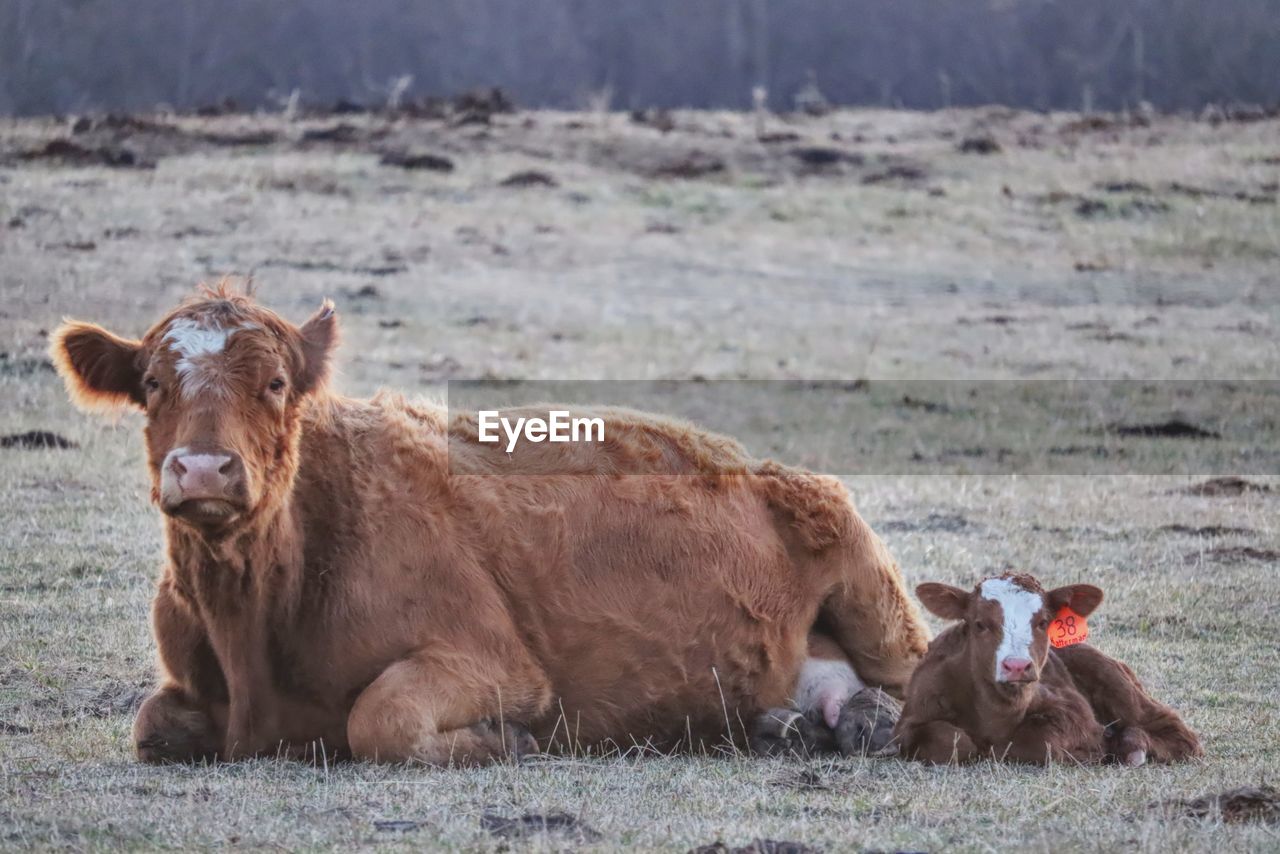 Cows in a field