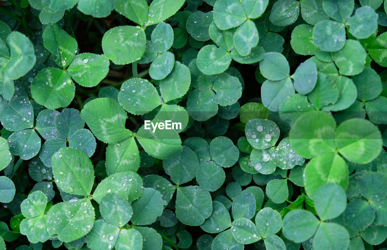 Full frame shot of raindrops on green clover leaves. natural background, copy space, top view