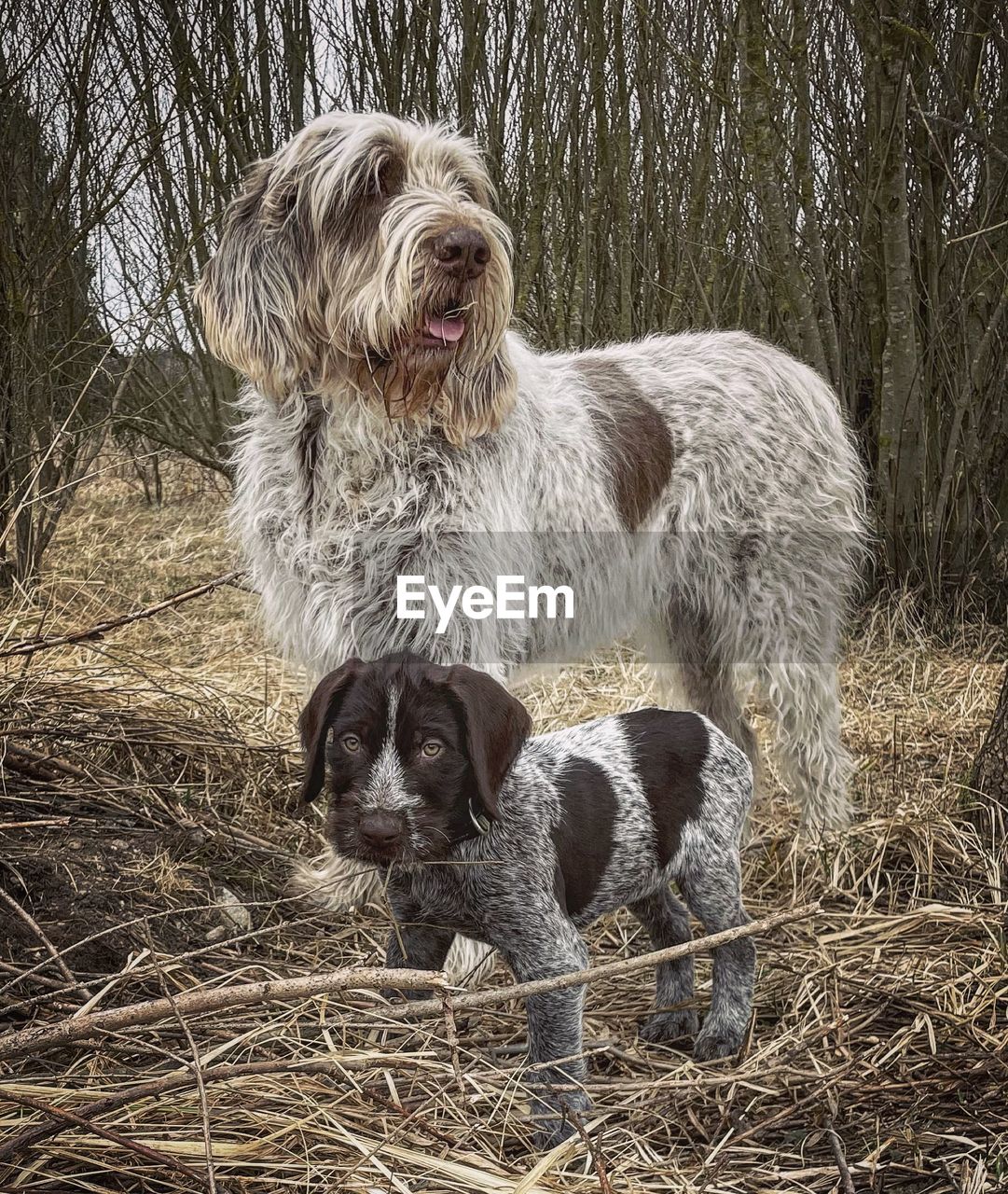 animal themes, mammal, animal, dog, pet, domestic animals, canine, one animal, plant, no people, nature, tree, day, hay, animal hair, land, young animal, spinone italiano, outdoors, portrait