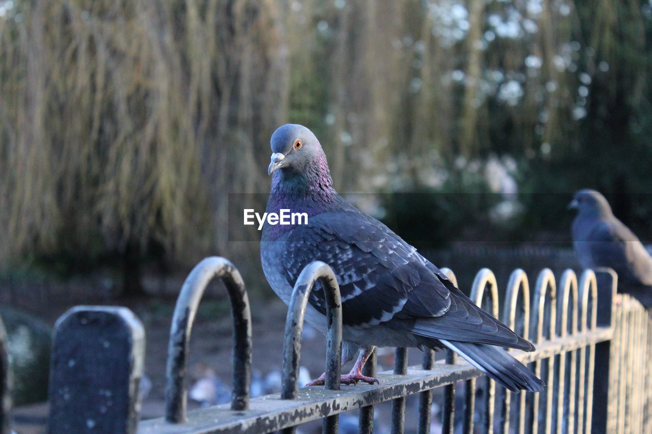 CLOSE-UP OF BIRDS PERCHING ON WOOD