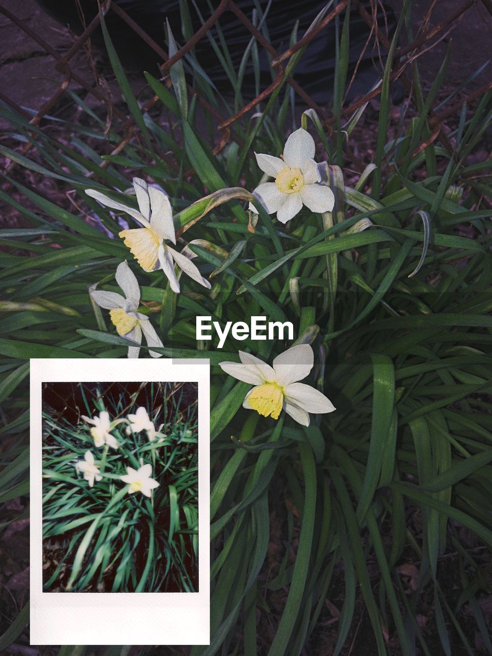 FLOWERS GROWING ON PLANT OUTDOORS