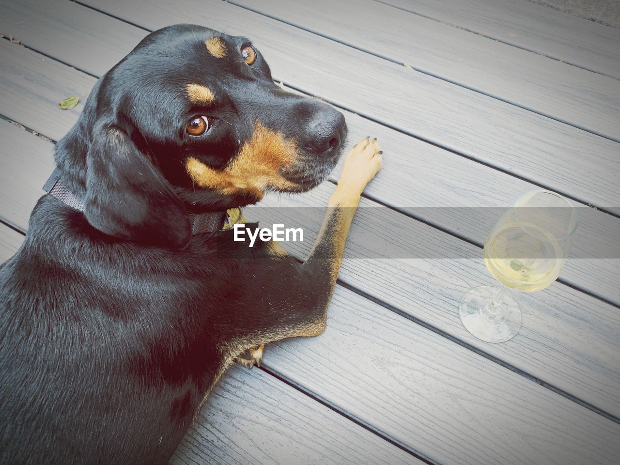 HIGH ANGLE VIEW OF DOG LOOKING AT WOODEN TABLE