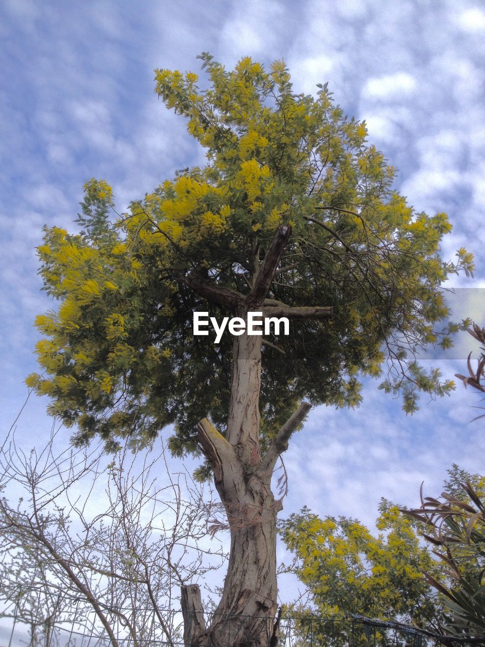 LOW ANGLE VIEW OF TREES AGAINST SKY